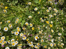 התכנסות התייחדות באנדרטה בגבעת החי"ש